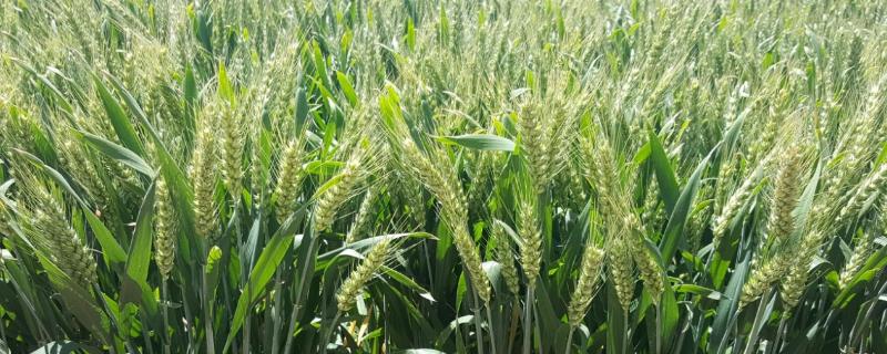 西农681小麦种子特点，区试平均生育期222.2天