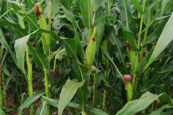 华甜玉8号玉米品种简介，基肥应每亩施100千克