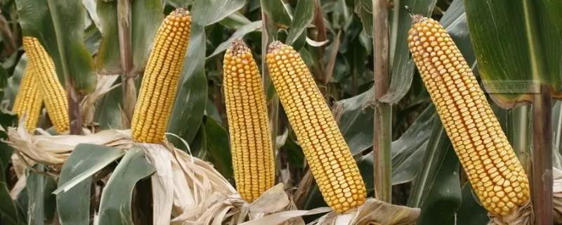 富尔5152玉米种子介绍，种植密度每亩5500株