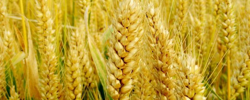 兰天133小麦种子简介，适宜播种期9月中旬