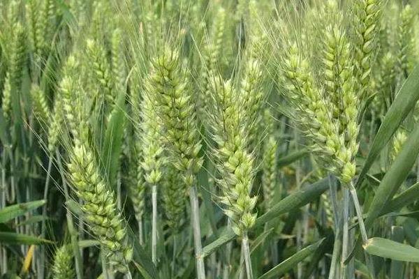兰航选151小麦种子特点，生育期262天