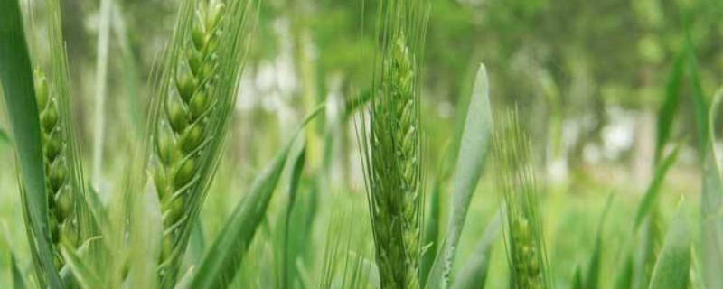 酒春13号小麦种子特征特性，每亩适宜基本苗40～45万