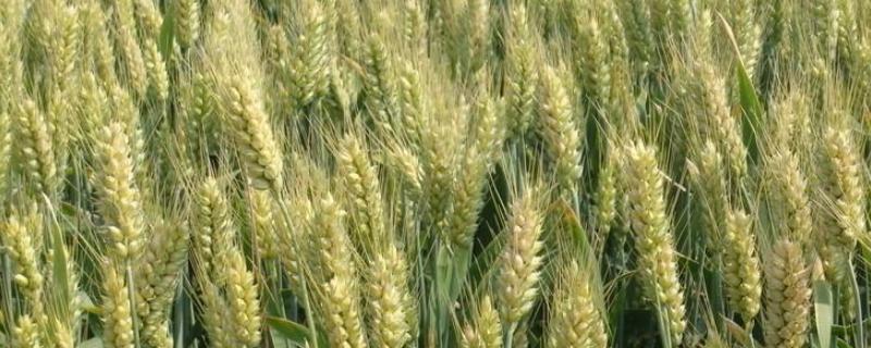 临麦39号小麦种简介，适宜播种期3月上旬