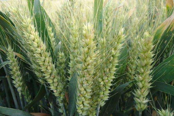 兰航选151小麦种子特点，生育期262天