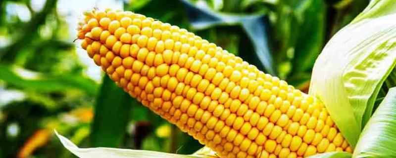 美亚达87玉米种简介，注意在大喇叭口期防治玉米螟红