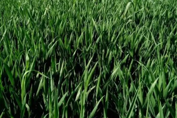 酒春13号小麦种子特征特性，每亩适宜基本苗40～45万