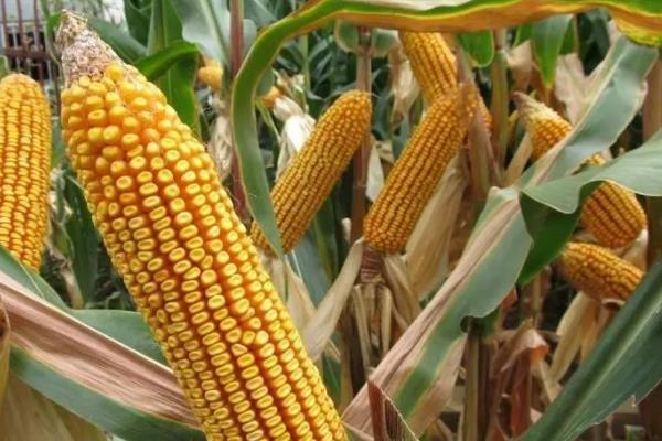 金凯7192玉米种子特征特性，4月中旬播种