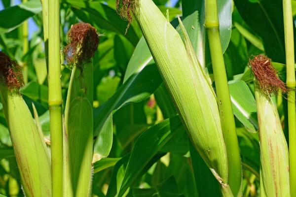 种星618玉米品种的特性，亩种植密度5000株