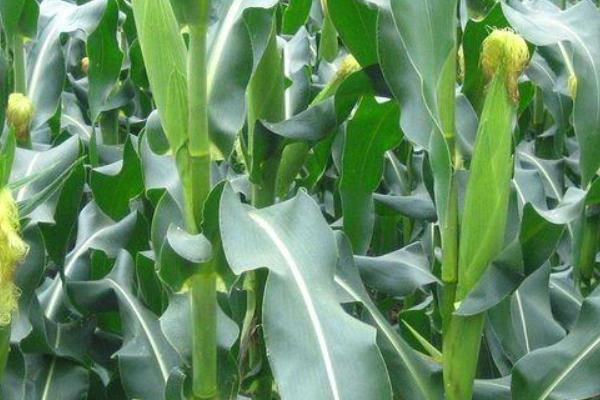 金凯7192玉米种子特征特性，4月中旬播种
