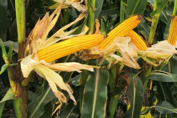 青玉518玉米种子特征特性，4月中下旬～5月中上旬播种