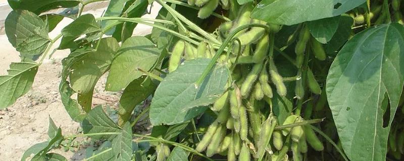 中黄318大豆品种的特性，中抗灰斑病