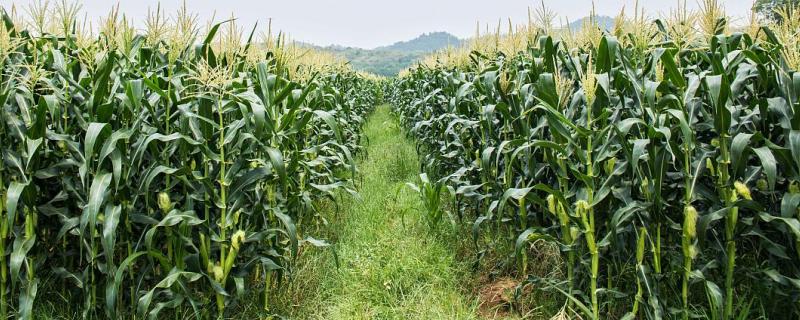 昊玉551玉米种子特征特性，亩种植密度5500株