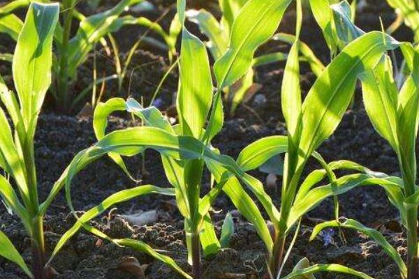 昊玉551玉米种子特征特性，亩种植密度5500株