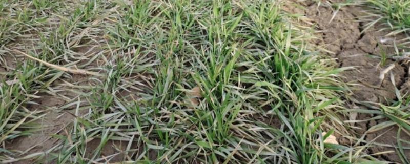 冬小麦是秋种夏收吗，9月中下旬至10月上旬播种来年5月底至6月中下旬收获