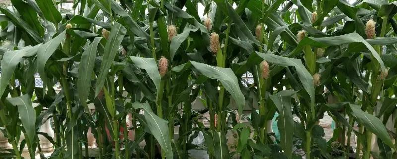 玉米的生长周期，与气候、品种都有一定联系