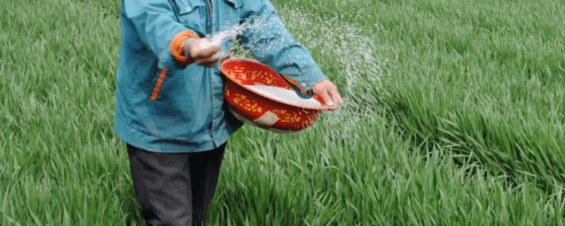 小麦施硫技术，施用量应根据土壤缺硫程度而定