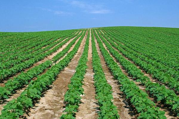 河南郑州种植什么农作物，适合种植棉花、烟叶、小麦、花生等