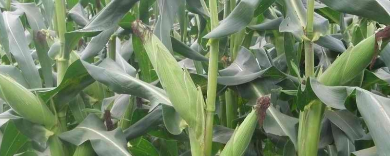 德育100玉米种子特点，每亩保苗5500-7000株
