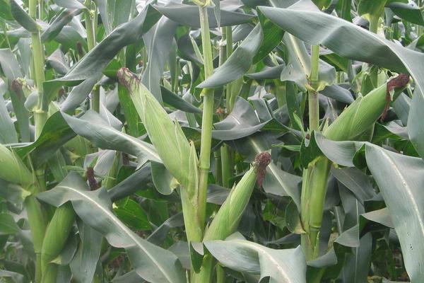 金山1578玉米种简介，适宜密度为6000株/亩