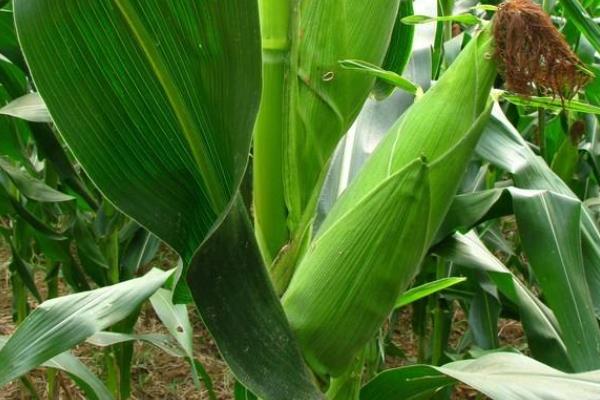 杰农4617玉米品种简介，地温要确保10℃以上进行播种