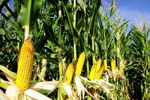 中禾107玉米品种的特性，拔节期每亩追施尿素25kg