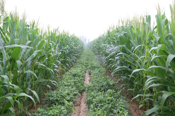 中禾107玉米品种的特性，拔节期每亩追施尿素25kg