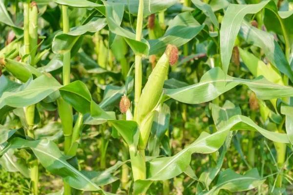 科沃868玉米品种简介，即该品种为非转基因品种