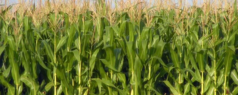 利合869玉米品种的特性，播种时施足底肥