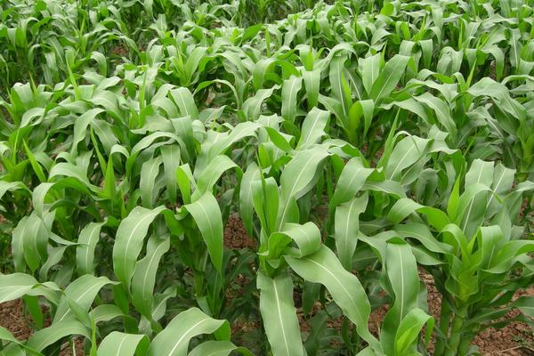 瑞福6004玉米种子特点，达到高淀粉玉米品种标准