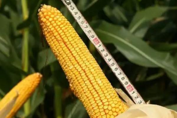 瑞福6004玉米种子特点，达到高淀粉玉米品种标准
