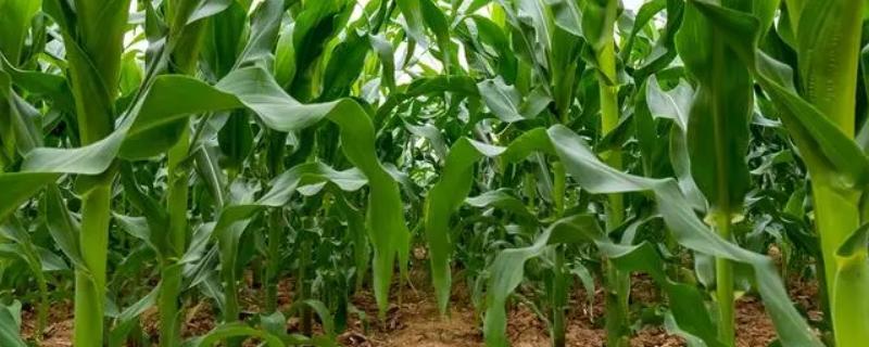 金博士729玉米种子特征特性，中上等肥力地块种植