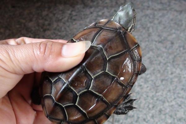 草龟多少年才会生蛋，大概5年以上才会生蛋