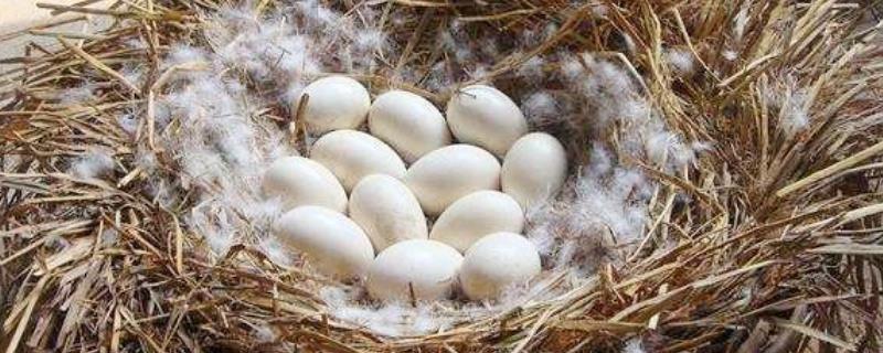 鹅过多久产一枚蛋，通常会每隔2天产1枚蛋