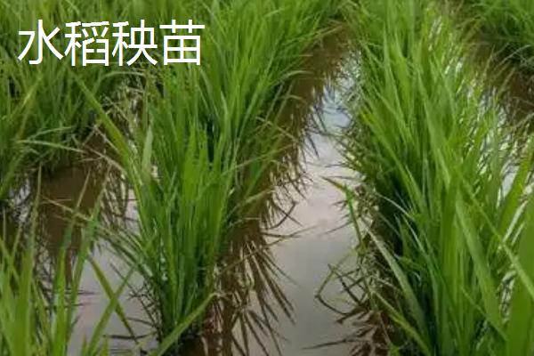 水稻秧苗和草的区别，仔细观察叶片会有区别