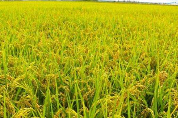 泰香粳1402水稻种简介，每亩栽插1.8万穴