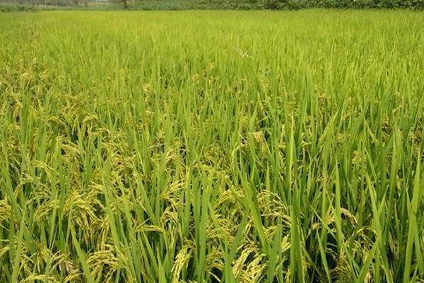 南粳晴谷水稻品种简介，旱育秧每亩播量35~40公斤