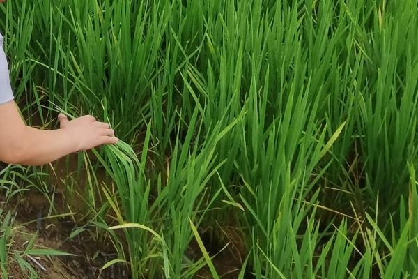 春优165水稻种子介绍，该品种植株较高
