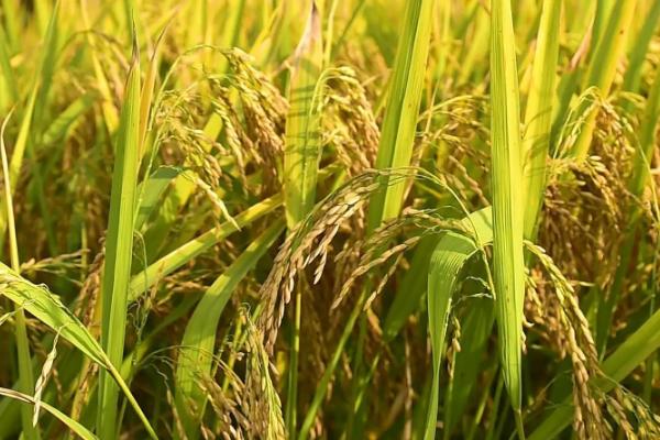 皖垦粳1514水稻种简介，每亩栽插1.8万~2.0万穴