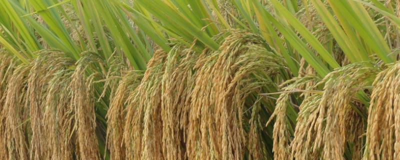 春优165水稻种子介绍，该品种植株较高