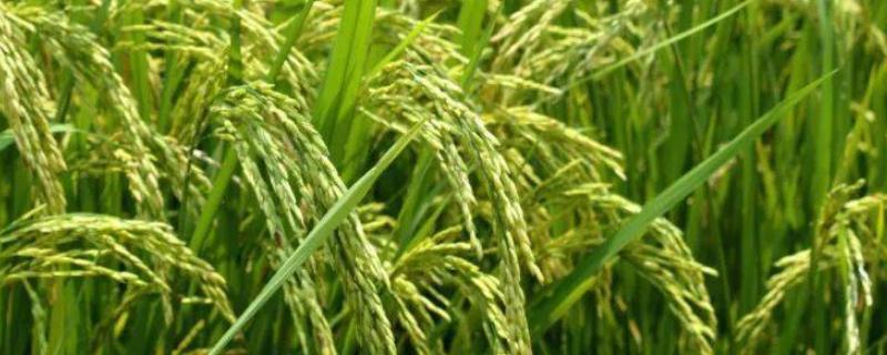 浙两优272水稻种子简介，该品种植株较矮