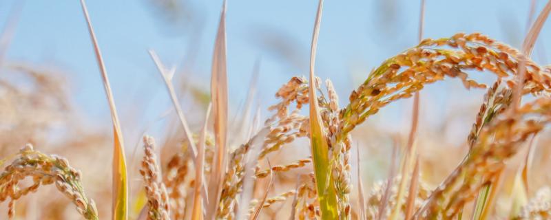 常农粳16号水稻种简介，每亩栽插1.8万穴