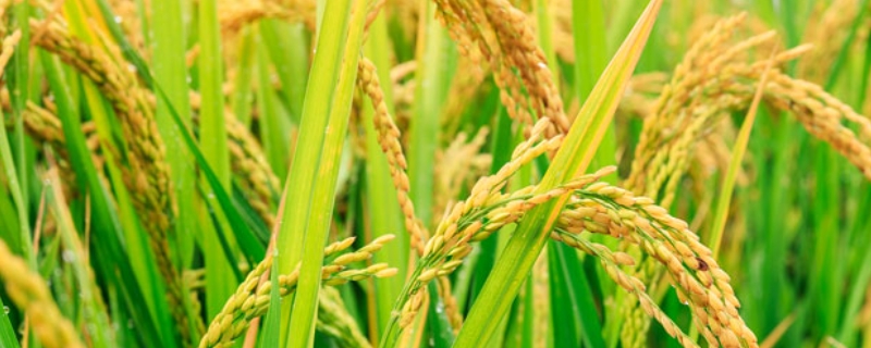 浙科优1号水稻种子简介，该品种植株较高