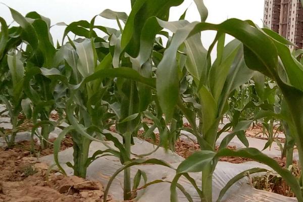 安农576玉米种子特点，高抗茎腐病