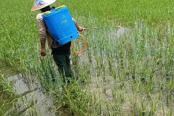 地下害虫防治方法，包括药剂拌种、毒土撒施、毒饵诱杀等