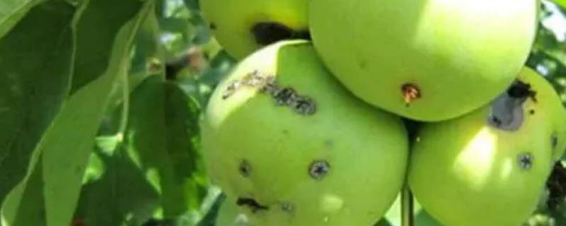 苹果黑星病介绍，主要危害叶片和果实