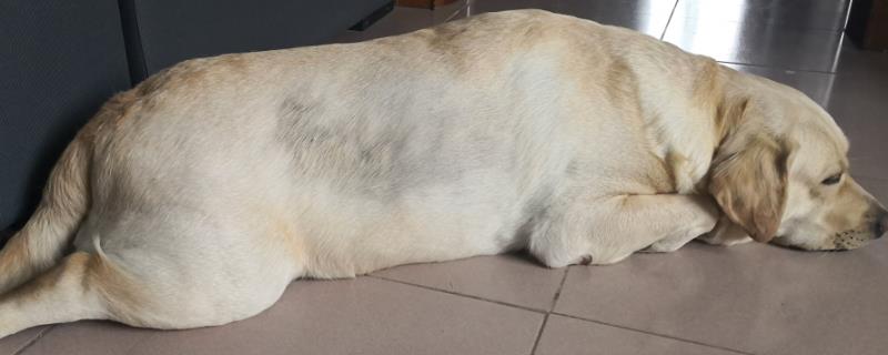 怎样调理肥胖犬猫的饮食，应控制能量和脂肪的摄入