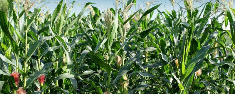 隆平629玉米品种的特性，注意防治纹枯病等
