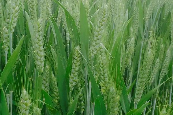 安科1618小麦种子介绍，全生育期224.6天