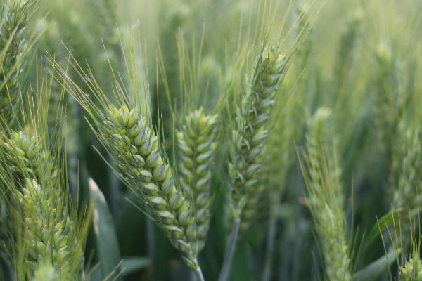 安科1618小麦种子介绍，全生育期224.6天