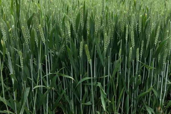 荃麦979小麦种子特征特性，属半冬性品种